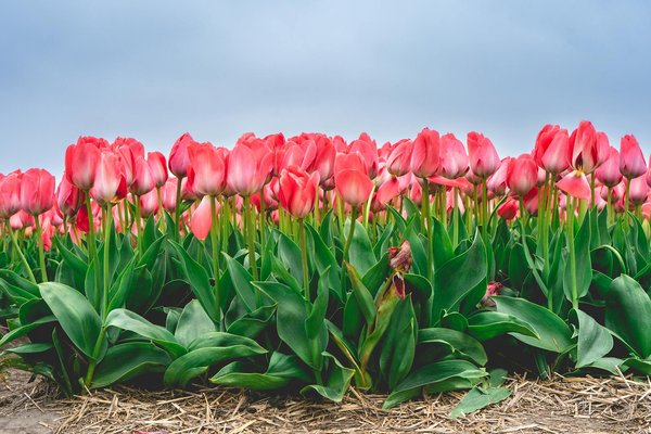Wat moet je weten over de hypotheekvoorwaarden voordat je een huis koopt?
